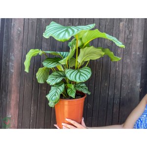 Kalatea guľatolistá (Calathea orbifolia) - výška 40-50 cm, kont. C3L